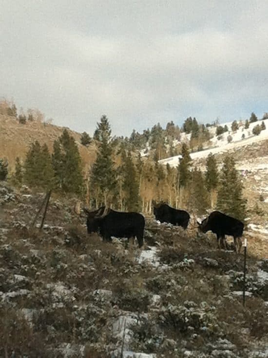 3 bull moose graze the sage brush by Shorty's arena
