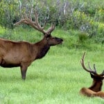 Cherished Land And Wildlife