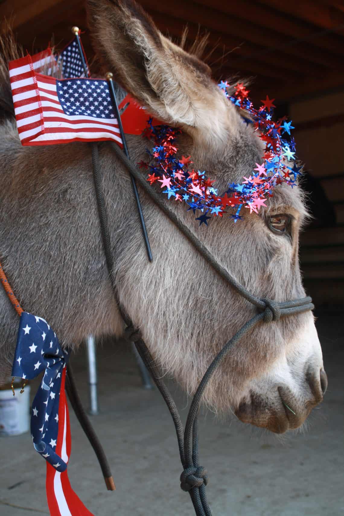IMG_2106 Patriotic donkey