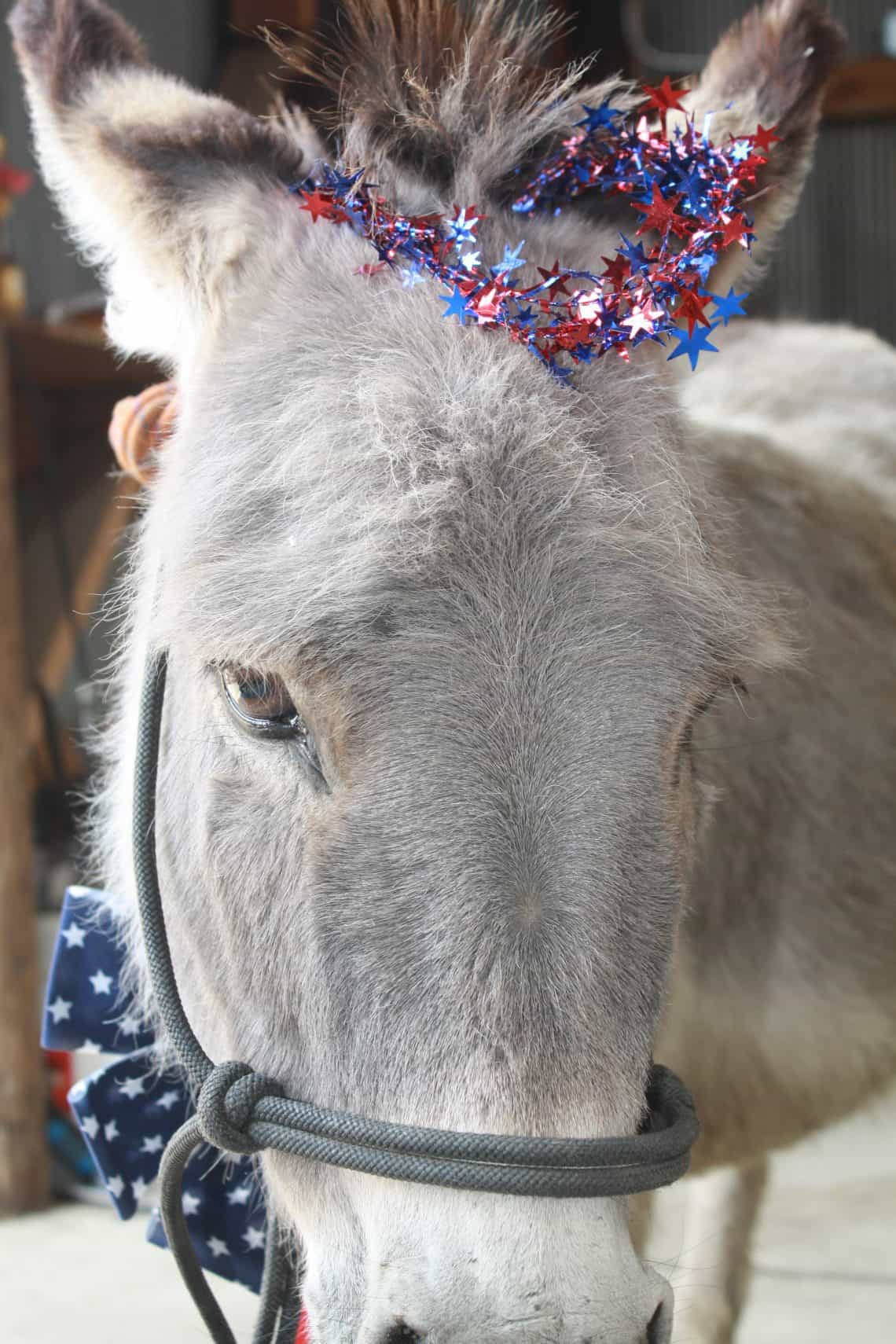 Petey 4th _2 Donkey wearing patriotic gear
