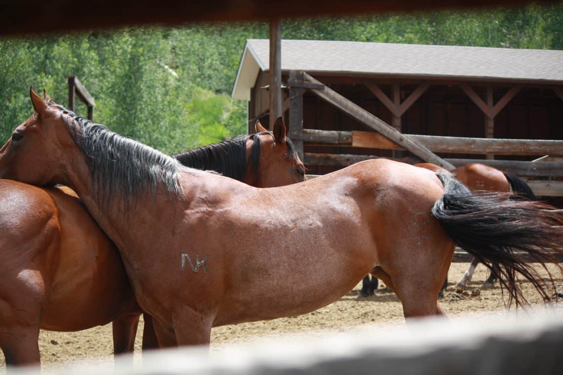 Rose is new to the ranch, as of this year, and she has already been dubbed a favorite by many.