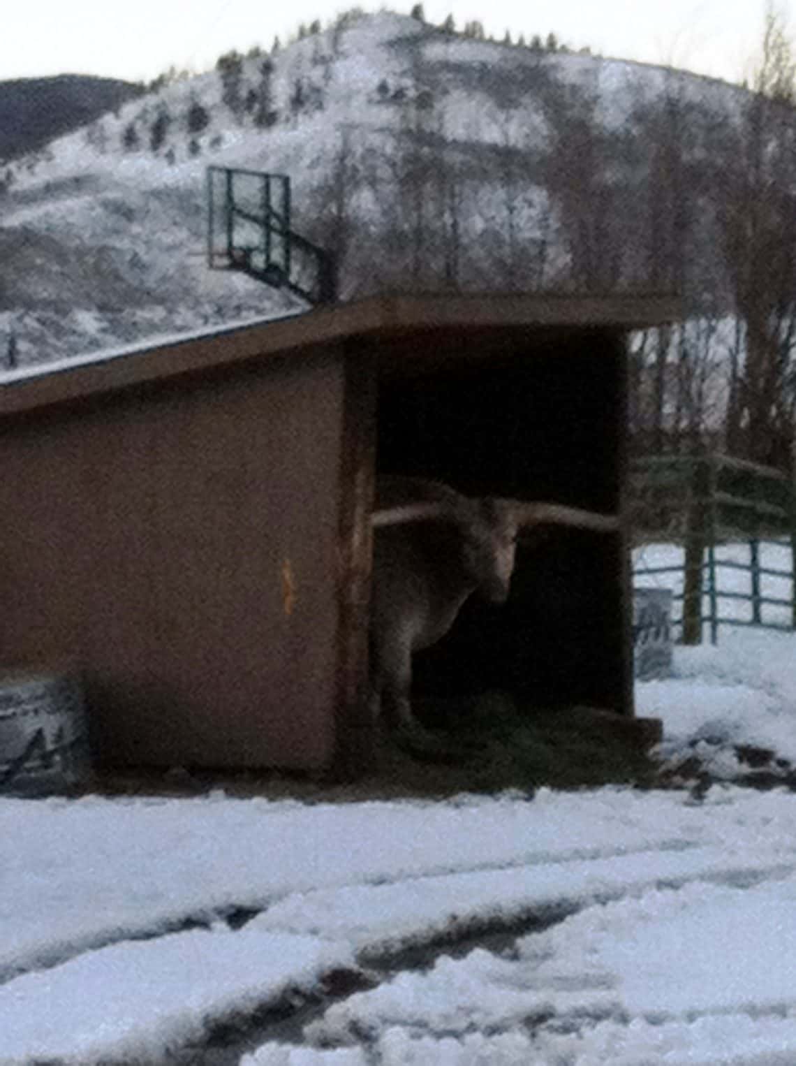 Hucklebery in Shed_Distant