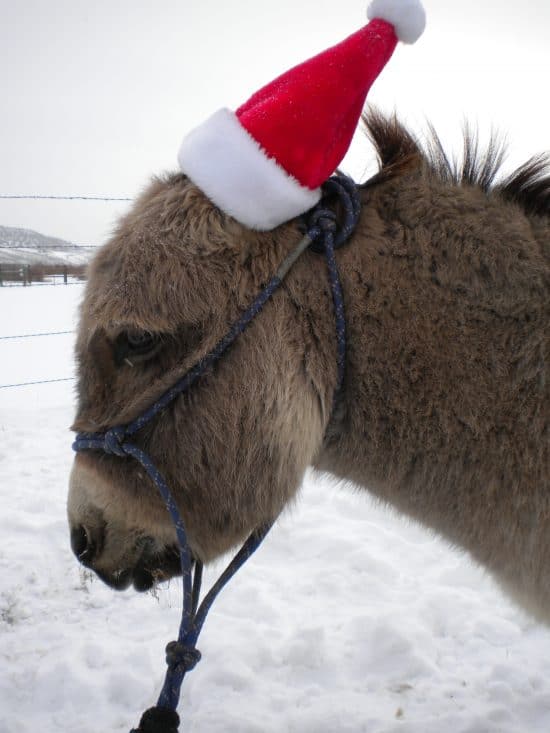 Petey prepares for the holiday season with a Santa hat.