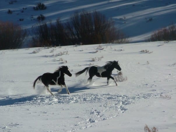 Frolicking and loss of person style.