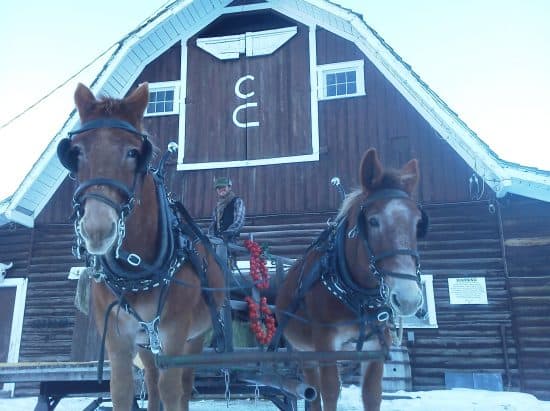 Horus and Jasper, pulling the ranch sleigh