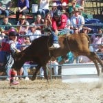 rodeo bull rider