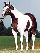 The dark color usually covers one or both flanks. Generally, all four legs are white, at least below the hocks and knees. Generally, the spots are regular and distinct as ovals or round patterns that extend down over the neck and chest, giving the appearance of a shield. Head markings are like those of a solid-colored horse--solid, or with a blaze, strip, star or snip. 