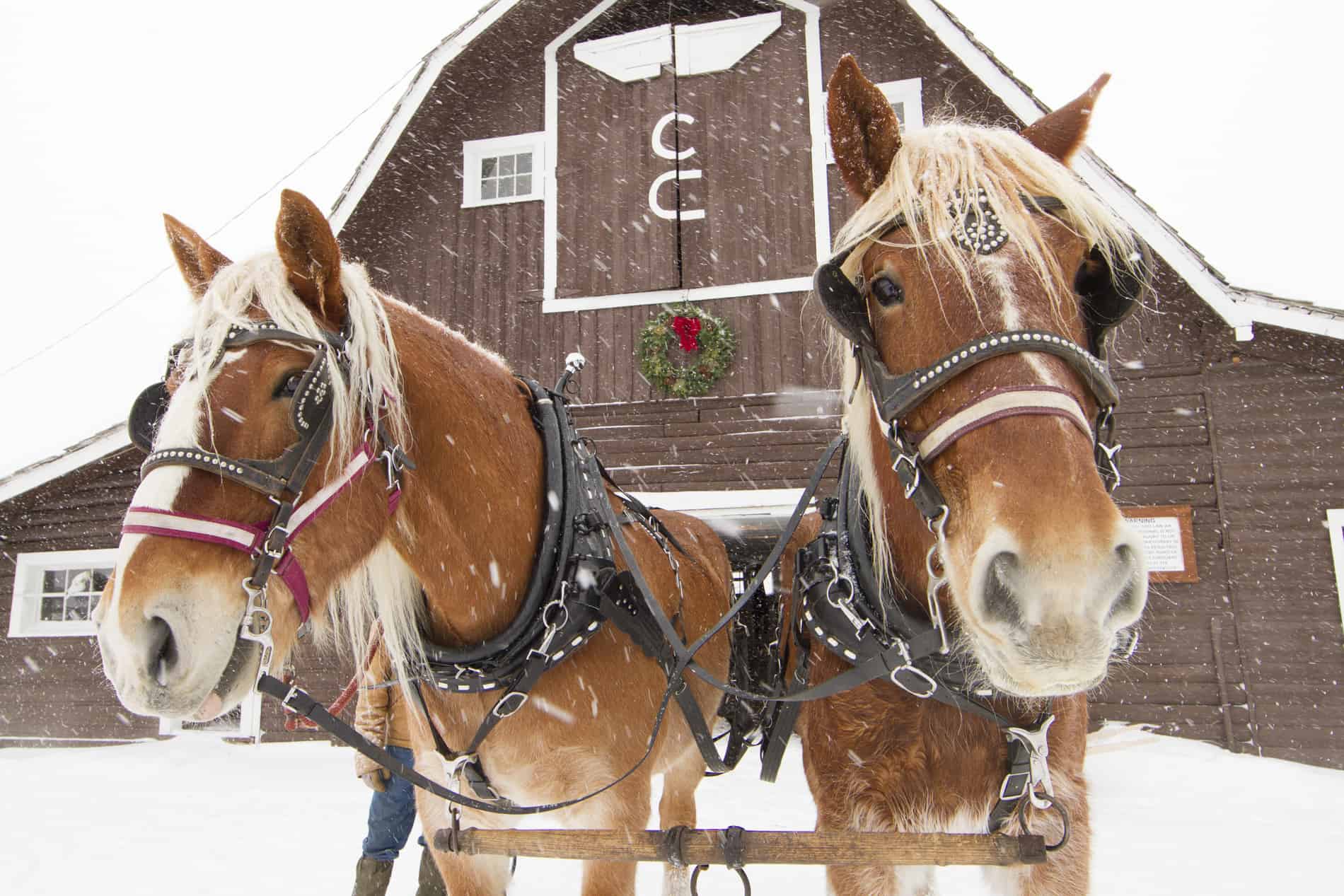 Dude Ranch Activities in the Winter | C Lazy U Ranch