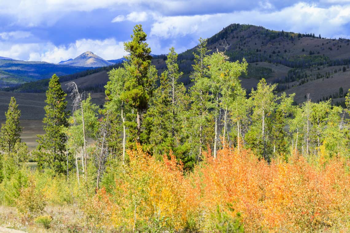 Fall leaves with mountains in background