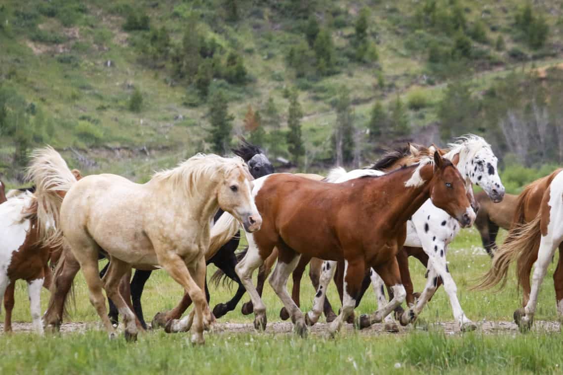 horses running in field