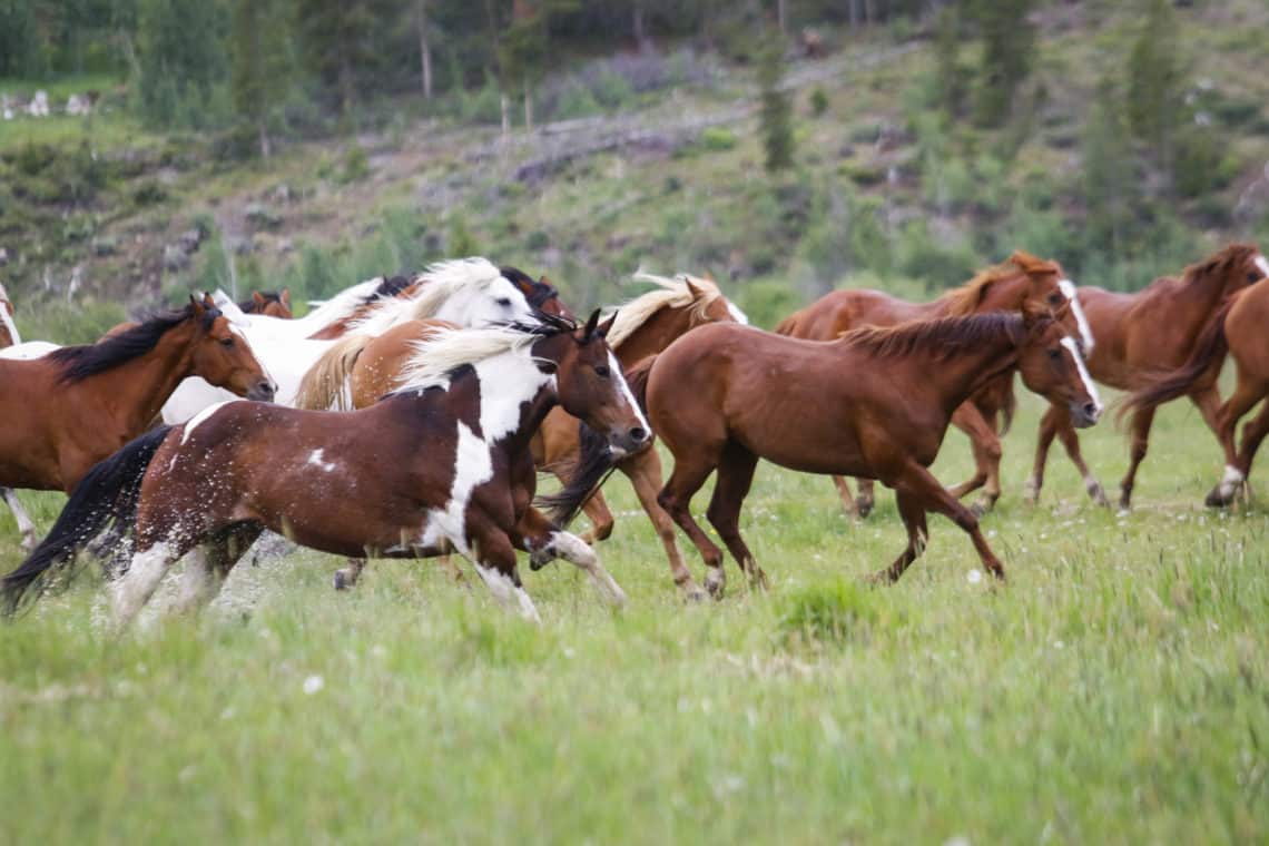 Horses running