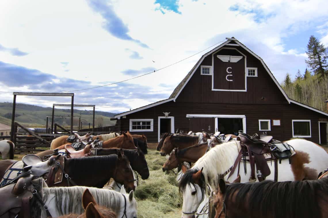 horses near barn