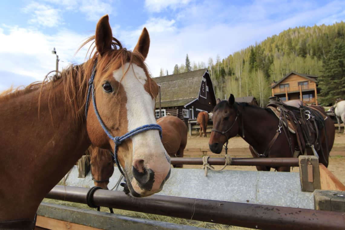 horse eating hay