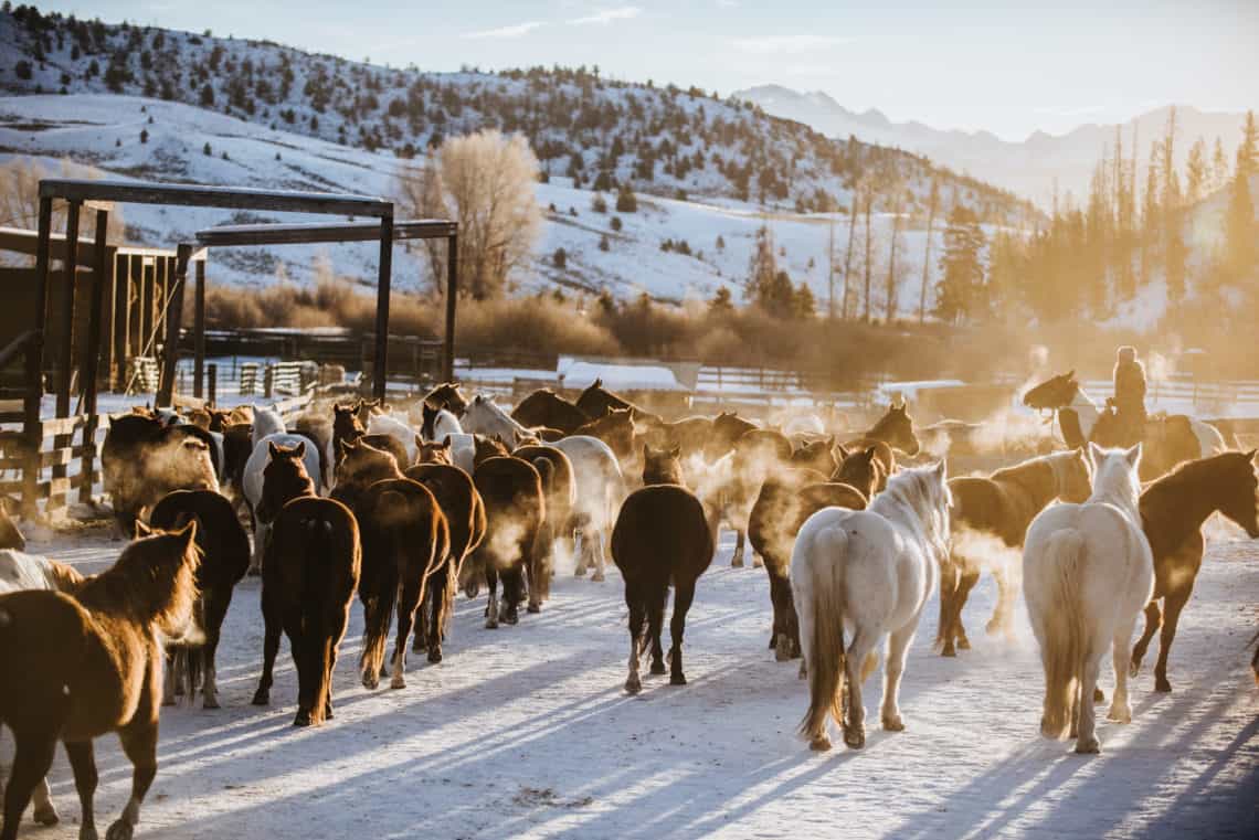 horses in the snow