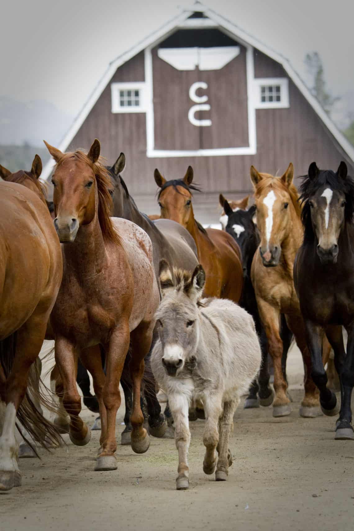 close up of horses