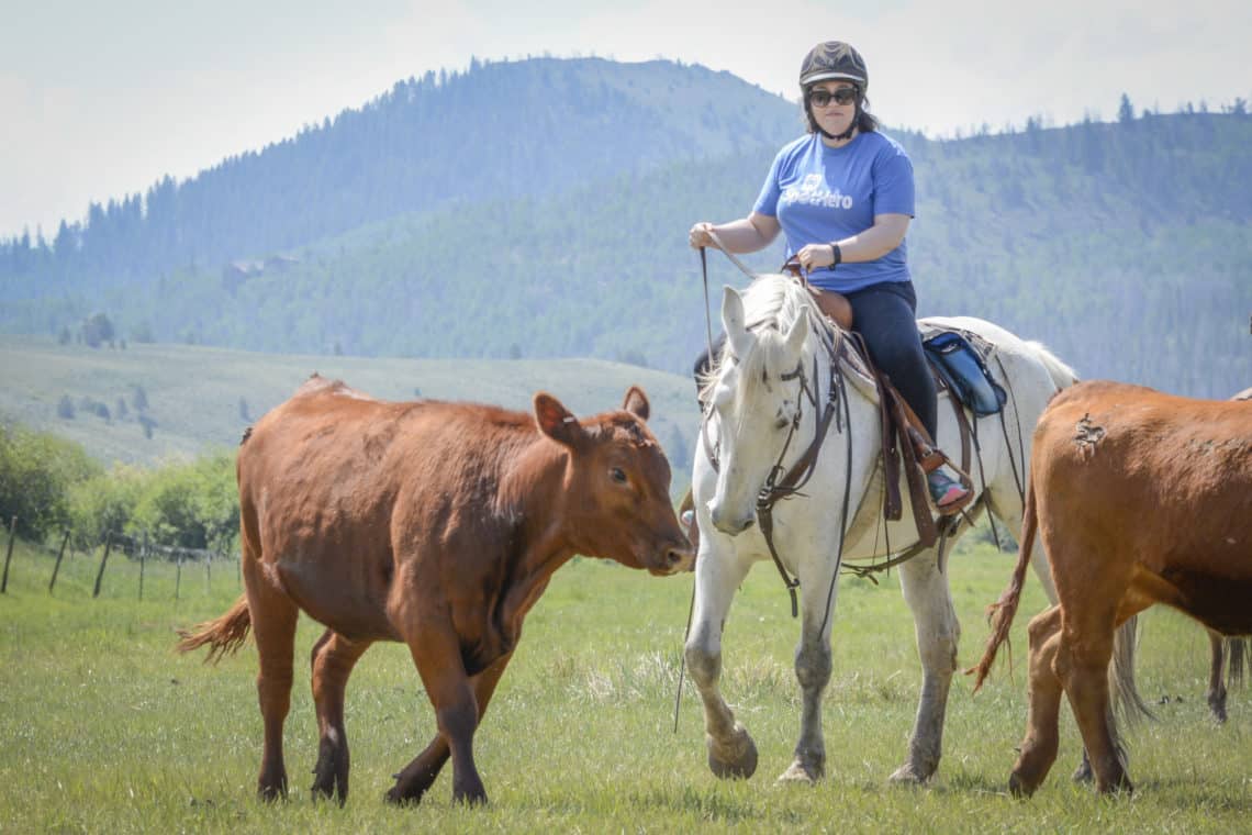 cows and horses