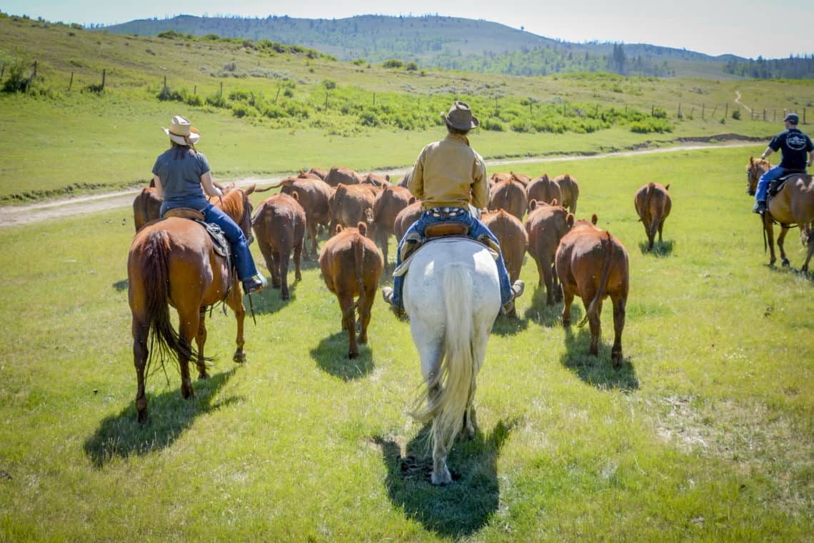 people rounding up horses