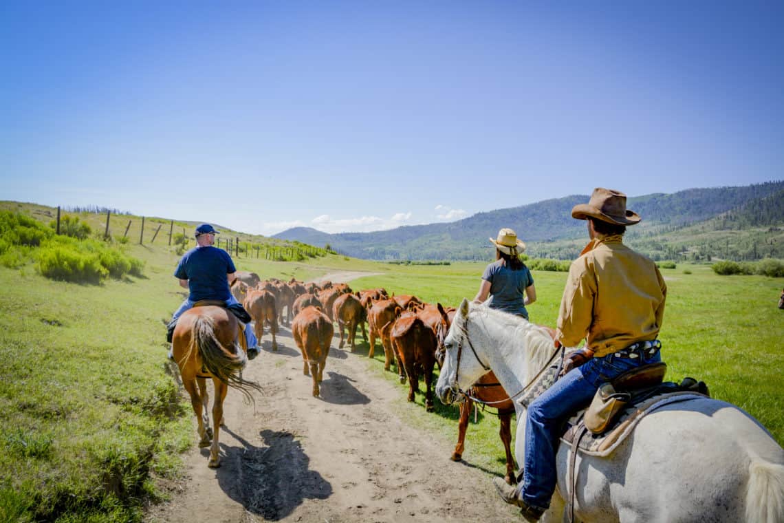 horses rounding up the others