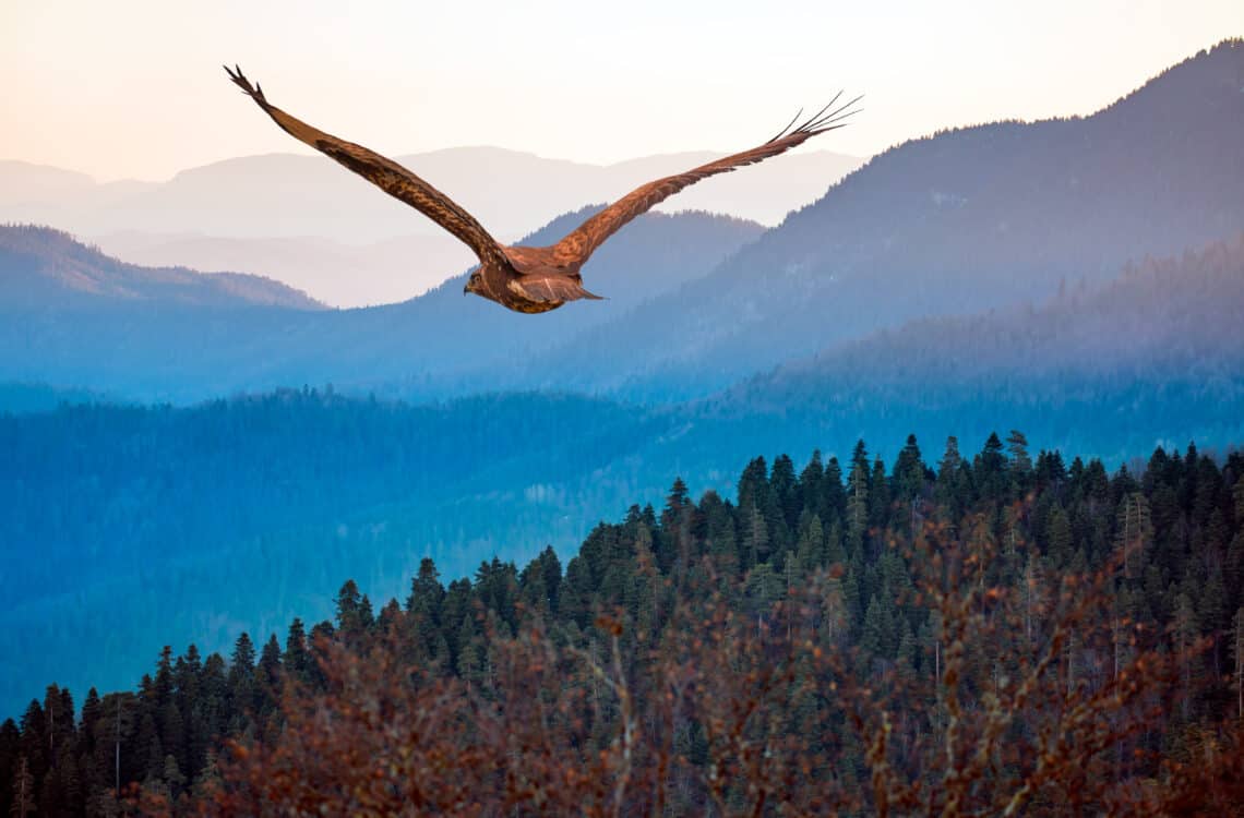 Hawk in the sky