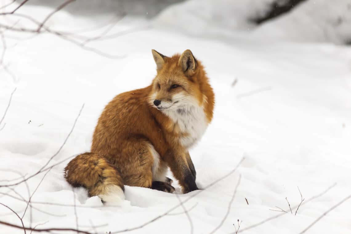 red fox in snow