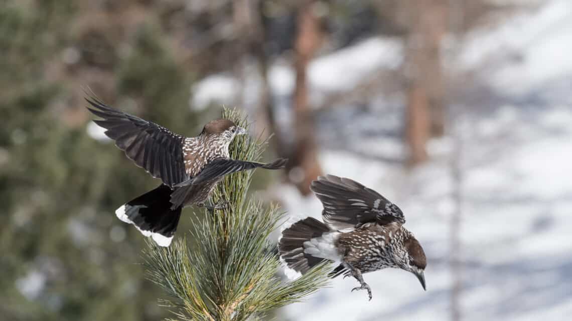 passerine in the mountains