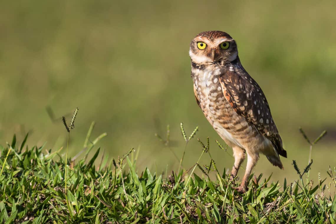 Owl in the field