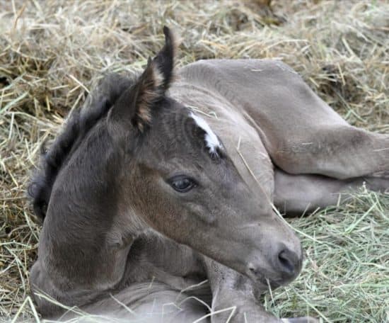 C Lazy U - Alice Foal