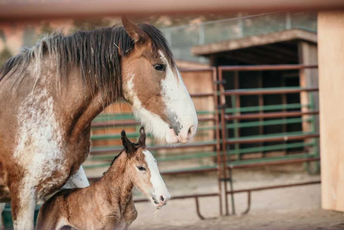 horse and her baby