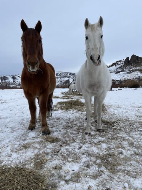 bambam and roxy