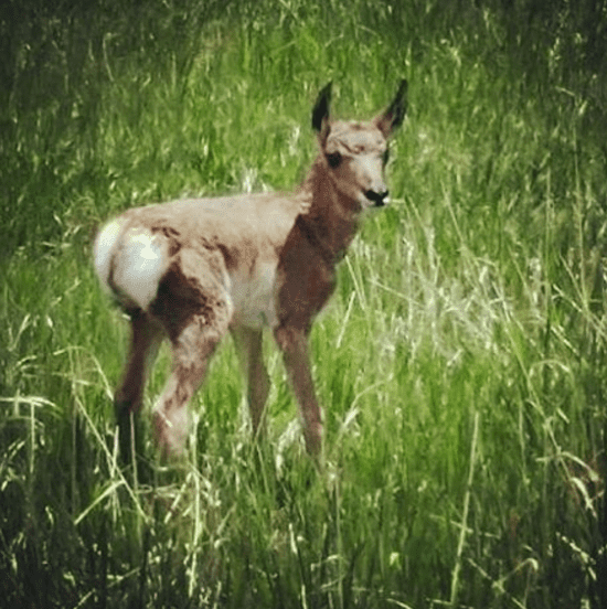 C Lazy U - Baby Antelope