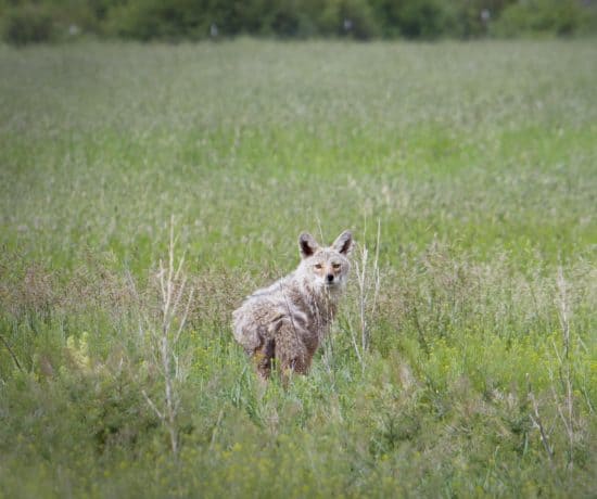 C Lazy U - Coyote