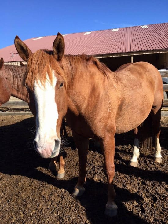 Pebbles - C Lazy U Horse