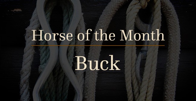 Bucky-horse-of-the-month