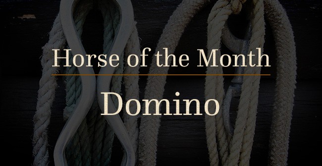 C Lazy U Horse of the Month Domino