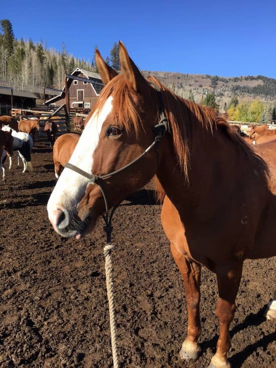 C Lazy U - Horse of the Month - Pebbles