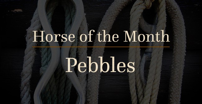 C Lazy U - Horse of the Month - Pebbles