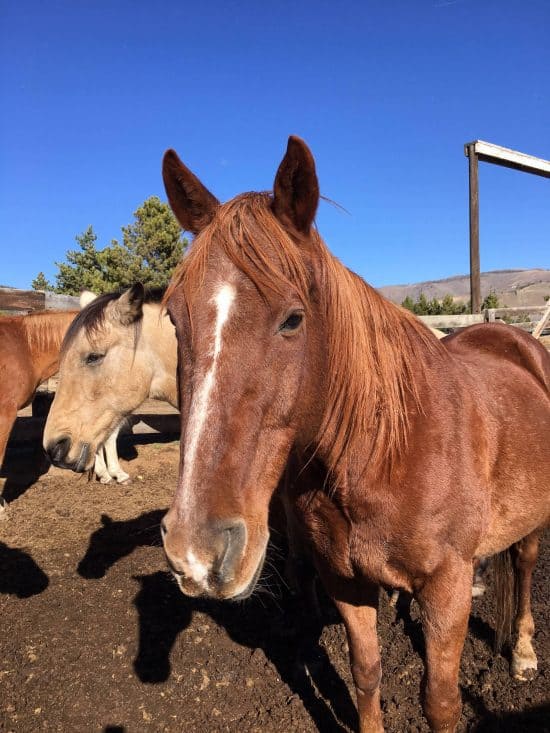 C Lazy U - Chester - Horse of the Month