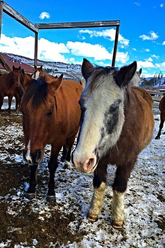 C Lazy U Horses Dixie and Shoshoni