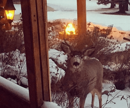 Deer visiting C Lazy U Ranch