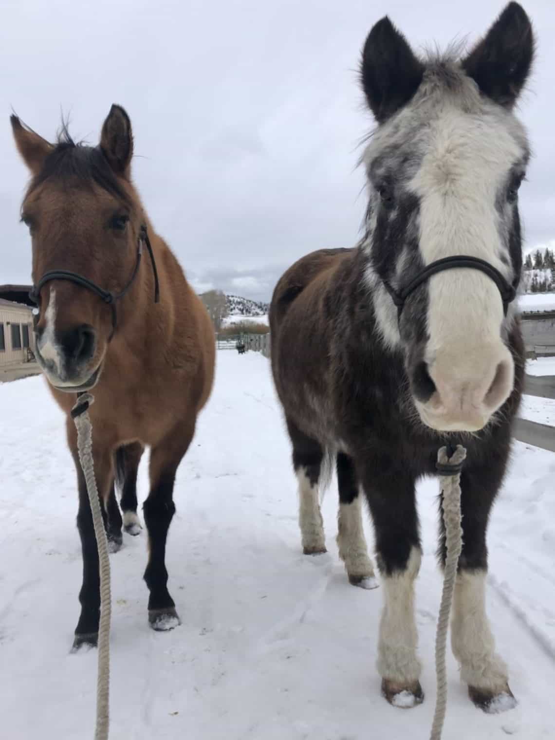 dixi and shoshoni