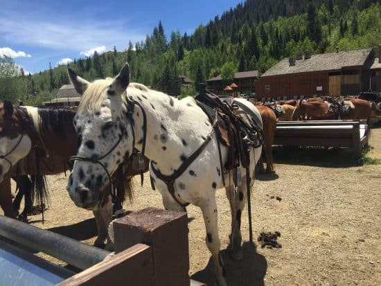 Domino - C Lazy U Horse of the Month