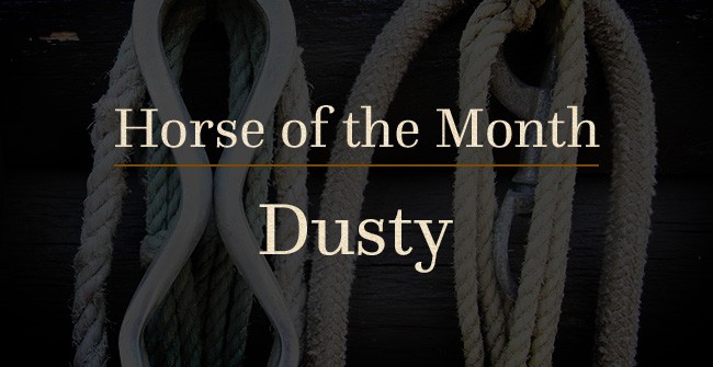 Meet Dusty - C Lazy U Horse of the Month