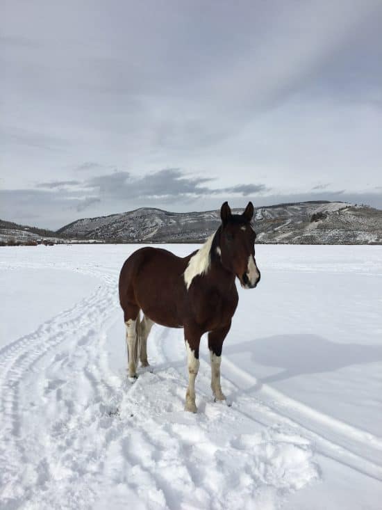 Dusty - C Lazy U Ranch Horse