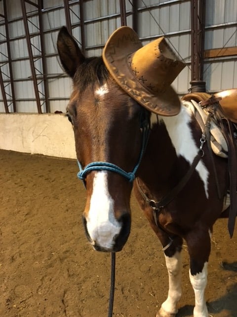 C Lazy U - Horse of the Month - Dusty