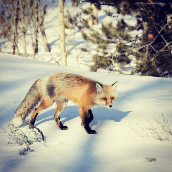 Fox at C Lazy U Ranch