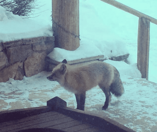 Fox visitor at C Lazy U