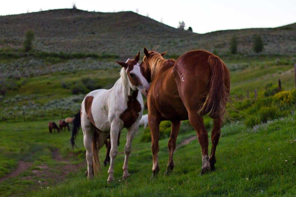 Two horses nuzzling