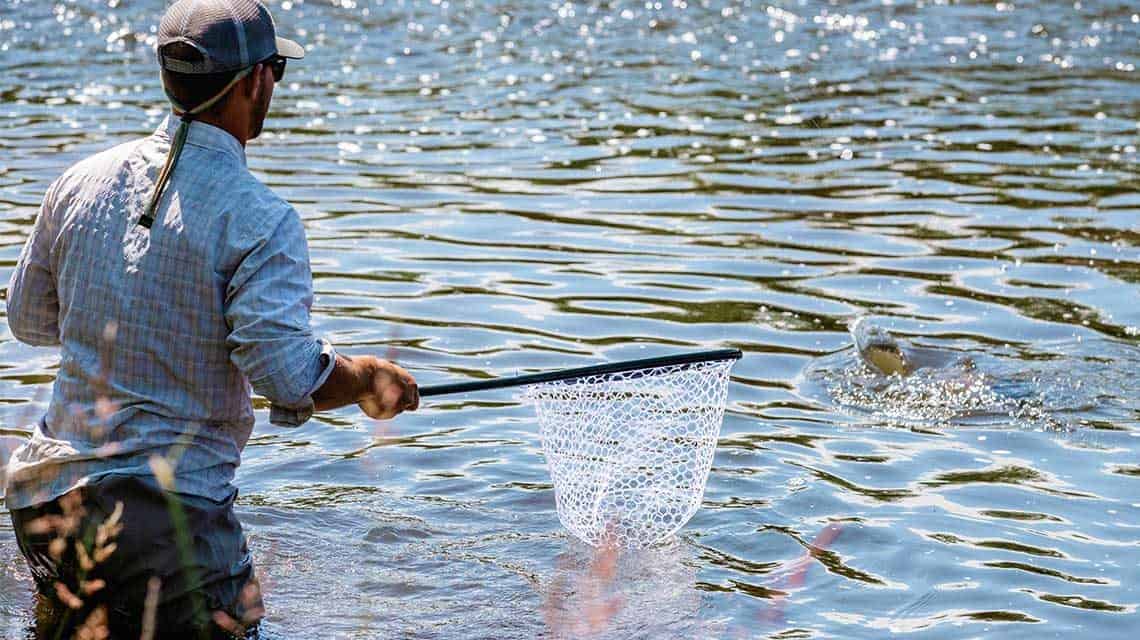 Wading out to net the catch