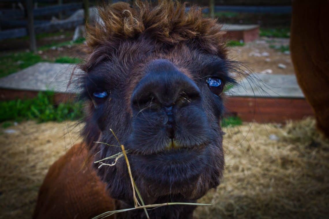 Closeup view of alpacca