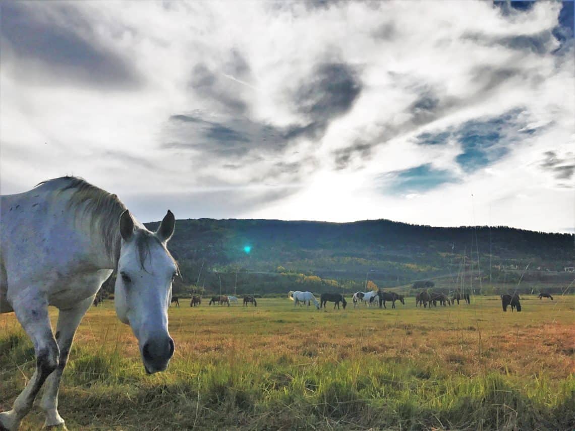 white horse close up 